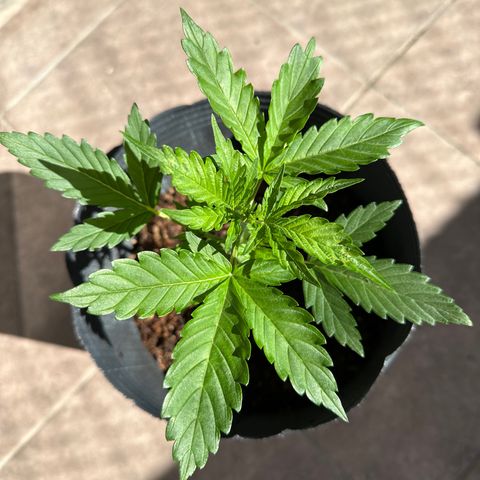 Anesia - El riqui genetics  growlog timeline photo