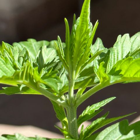 Anesia - El riqui genetics  growlog timeline photo