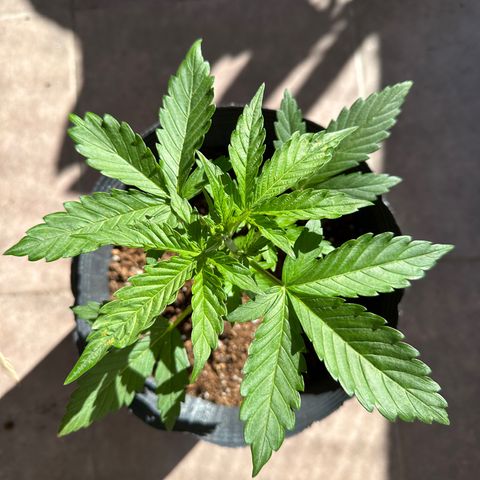 Anesia - El riqui genetics  growlog timeline photo