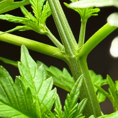 Anesia - El riqui genetics  growlog timeline photo