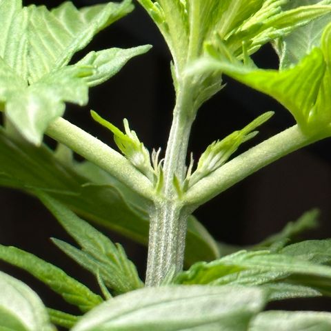 Anesia - El riqui genetics  growlog timeline photo