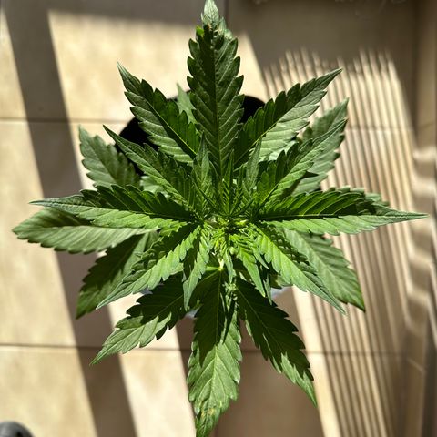 Anesia - El riqui genetics  growlog timeline photo