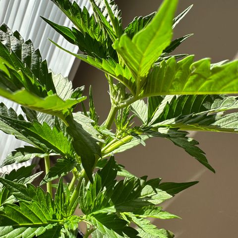 Anesia - El riqui genetics  growlog timeline photo