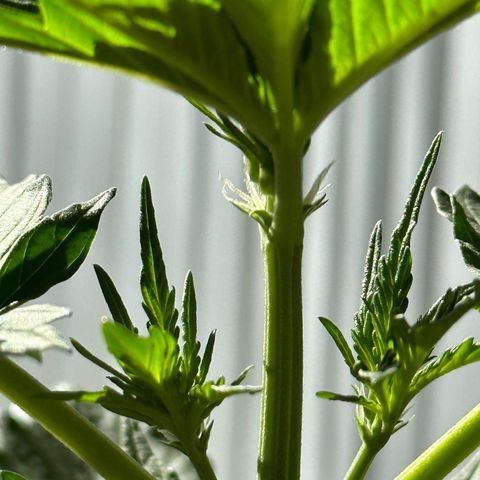 Anesia - El riqui genetics  growlog timeline photo