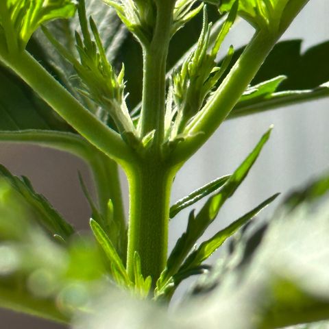 Anesia - El riqui genetics  growlog timeline photo