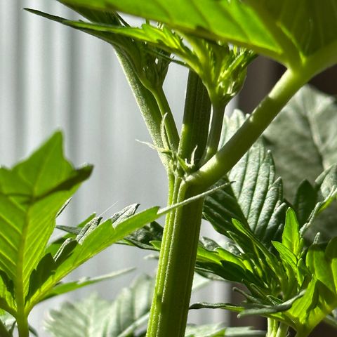 Anesia - El riqui genetics  growlog timeline photo