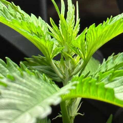 Anesia - El riqui genetics  growlog timeline photo
