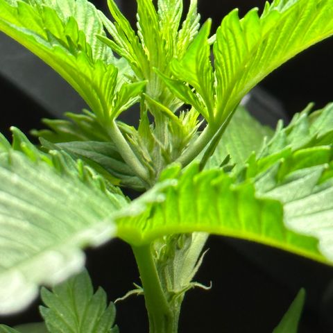 Anesia - El riqui genetics  growlog timeline photo