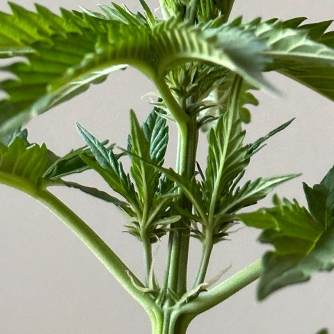 Anesia - El riqui genetics  growlog timeline photo
