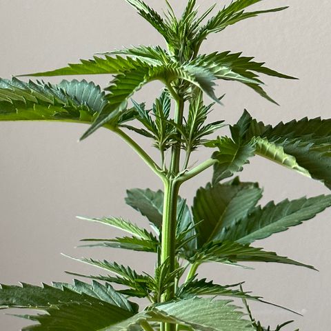 Anesia - El riqui genetics  growlog timeline photo