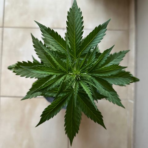 Anesia - El riqui genetics  growlog timeline photo