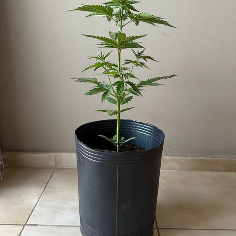 Anesia - El riqui genetics  growlog timeline photo