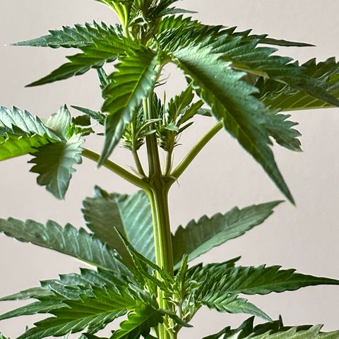 Anesia - El riqui genetics  growlog timeline photo