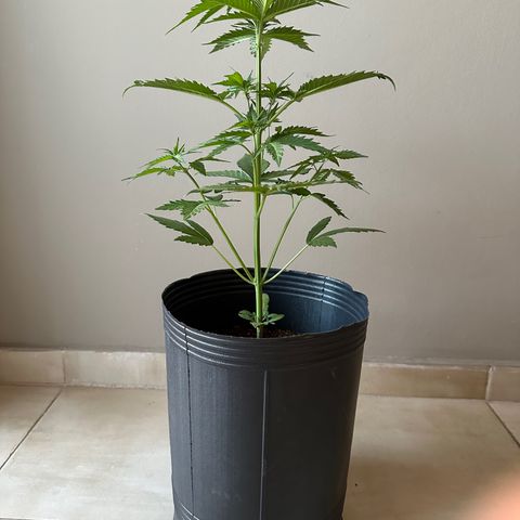 Anesia - El riqui genetics  growlog timeline photo