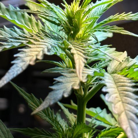Anesia - El riqui genetics  growlog timeline photo