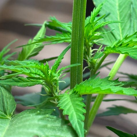 Anesia - El riqui genetics  growlog timeline photo