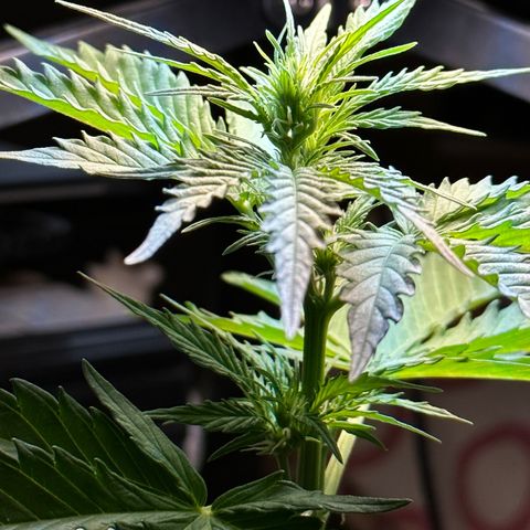 Anesia - El riqui genetics  growlog timeline photo