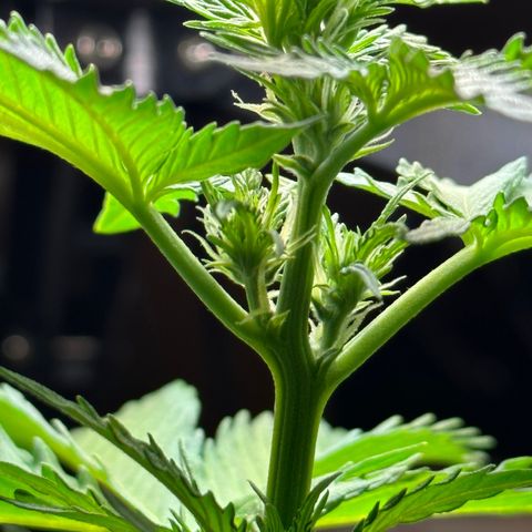 Anesia - El riqui genetics  growlog timeline photo
