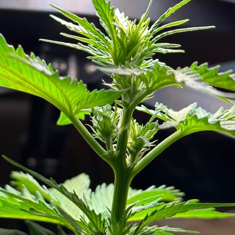 Anesia - El riqui genetics  growlog timeline photo