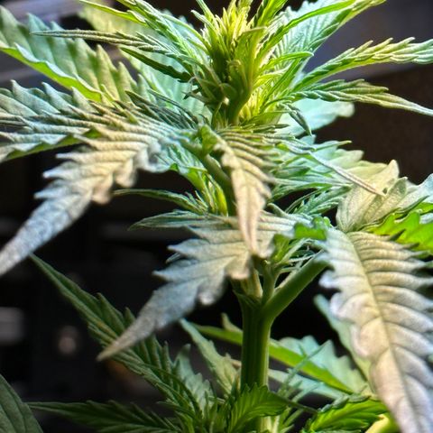Anesia - El riqui genetics  growlog timeline photo