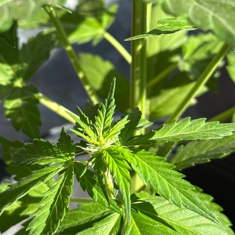 Anesia - El riqui genetics  growlog timeline photo