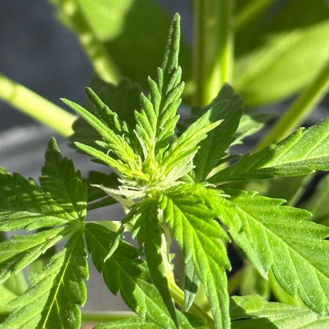 Anesia - El riqui genetics  growlog timeline photo