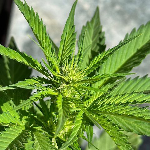 Anesia - El riqui genetics  growlog timeline photo