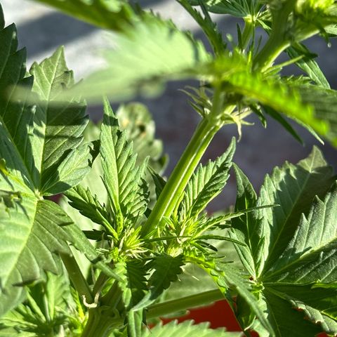 Anesia - El riqui genetics  growlog timeline photo