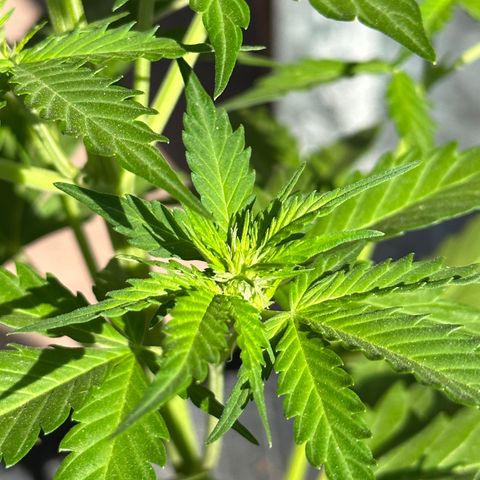 Anesia - El riqui genetics  growlog timeline photo