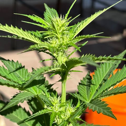 Anesia - El riqui genetics  growlog timeline photo