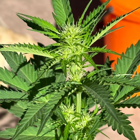 Anesia - El riqui genetics  growlog timeline photo