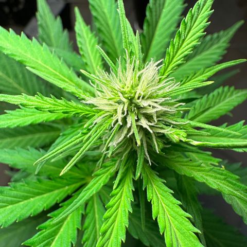 Anesia - El riqui genetics  growlog timeline photo