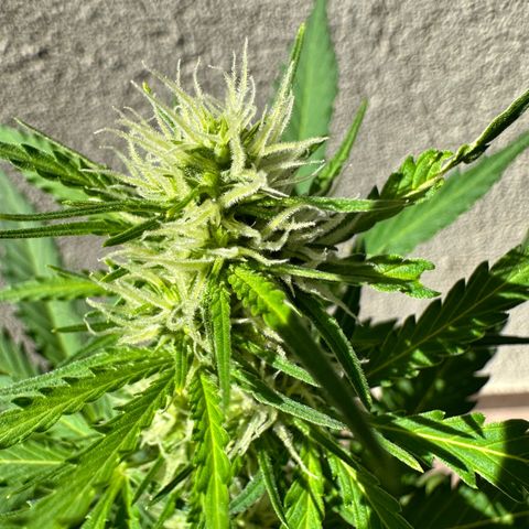 Anesia - El riqui genetics  growlog timeline photo