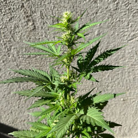 Anesia - El riqui genetics  growlog timeline photo