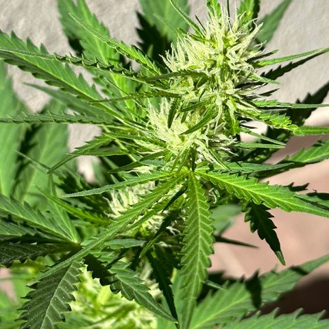 Anesia - El riqui genetics  growlog timeline photo