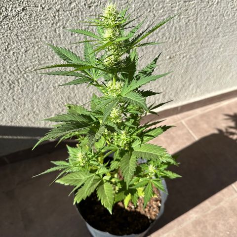 Anesia - El riqui genetics  growlog timeline photo
