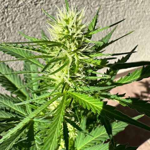 Anesia - El riqui genetics  growlog timeline photo