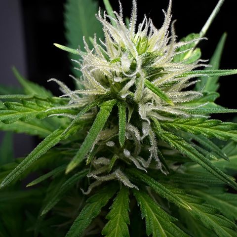 Anesia - El riqui genetics  growlog timeline photo