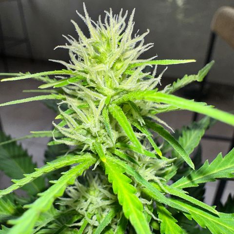Anesia - El riqui genetics  growlog timeline photo