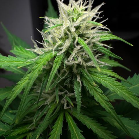 Anesia - El riqui genetics  growlog timeline photo