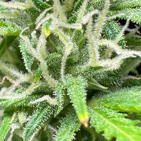 Anesia - El riqui genetics  growlog timeline photo
