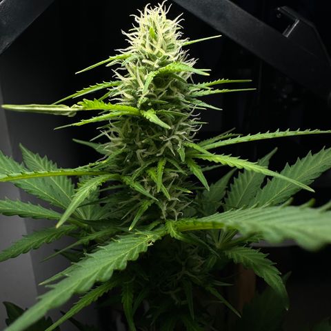 Anesia - El riqui genetics  growlog timeline photo