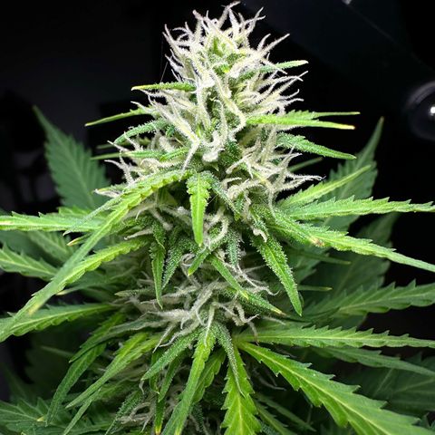 Anesia - El riqui genetics  growlog timeline photo