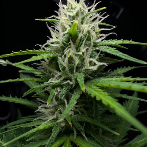 Anesia - El riqui genetics  growlog timeline photo