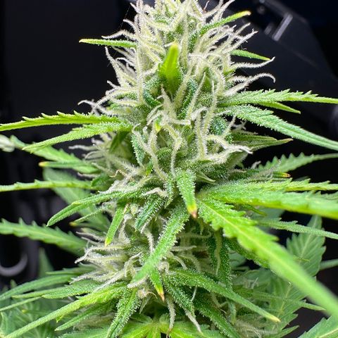 Anesia - El riqui genetics  growlog timeline photo