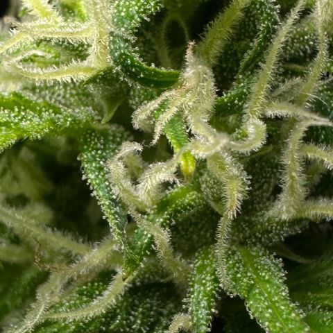 Anesia - El riqui genetics  growlog timeline photo