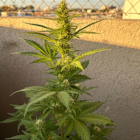 Anesia - El riqui genetics  growlog timeline photo