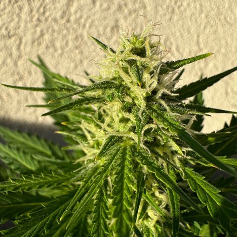 Anesia - El riqui genetics  growlog timeline photo