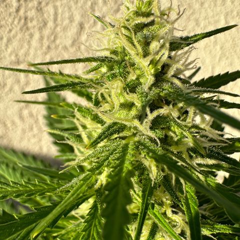 Anesia - El riqui genetics  growlog timeline photo