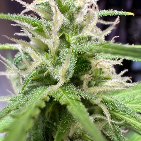 Anesia - El riqui genetics  growlog timeline photo